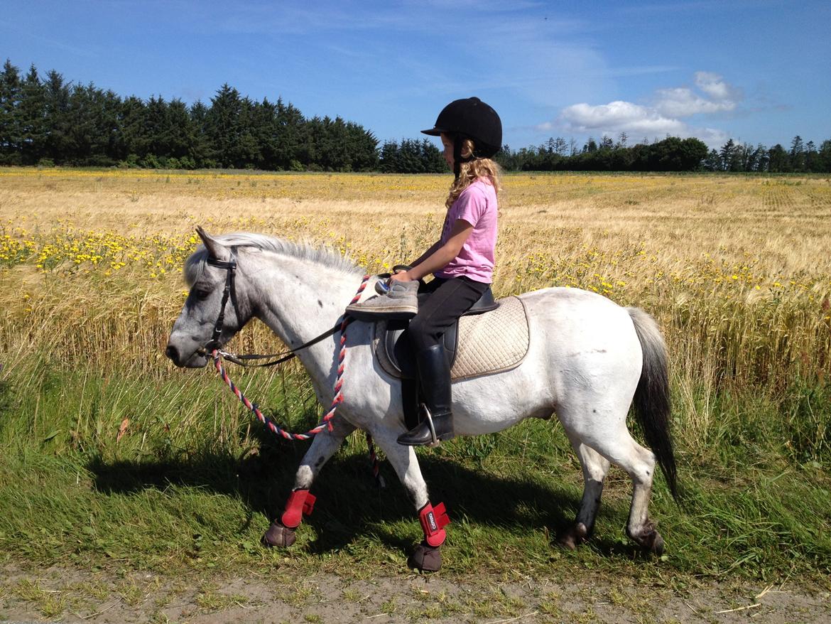 Knabstrupper Vores Tempo *Stjerne-pony* - Første gang på alene tur :)  billede 5