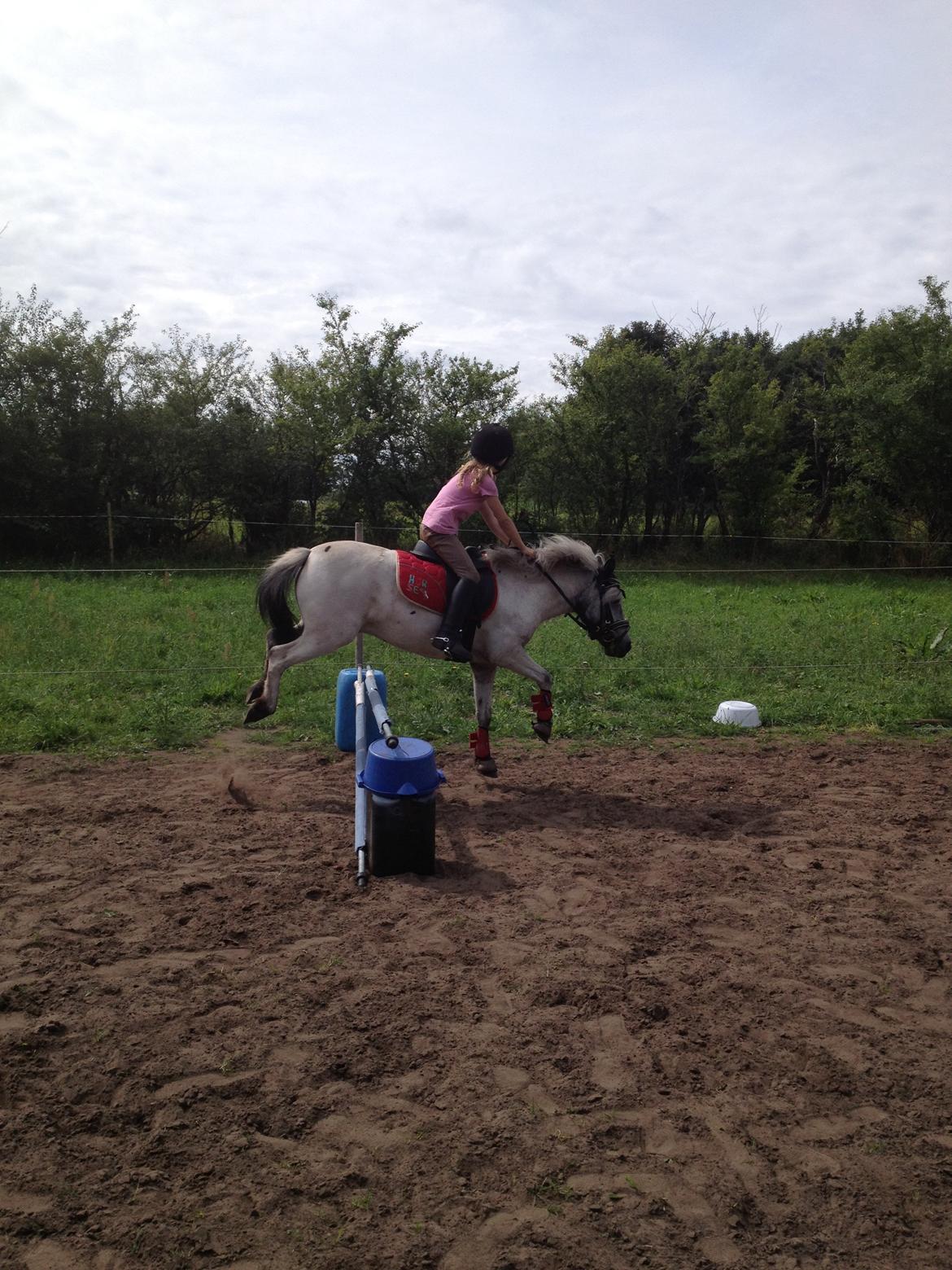 Knabstrupper Vores Tempo *Stjerne-pony* - Spring-Pony !!! billede 8