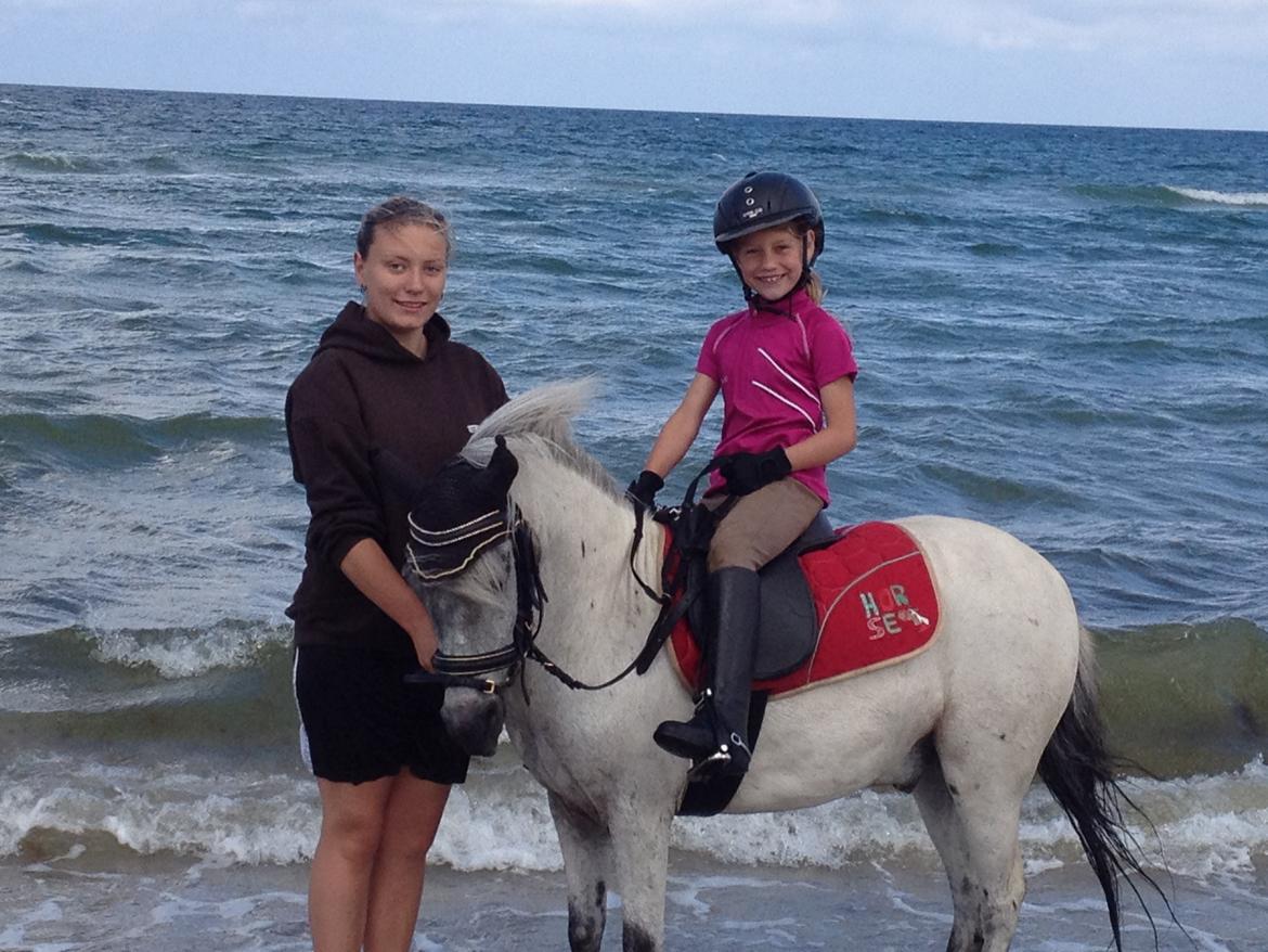 Knabstrupper Vores Tempo *Stjerne-pony* - Strand-tur 2012  billede 2
