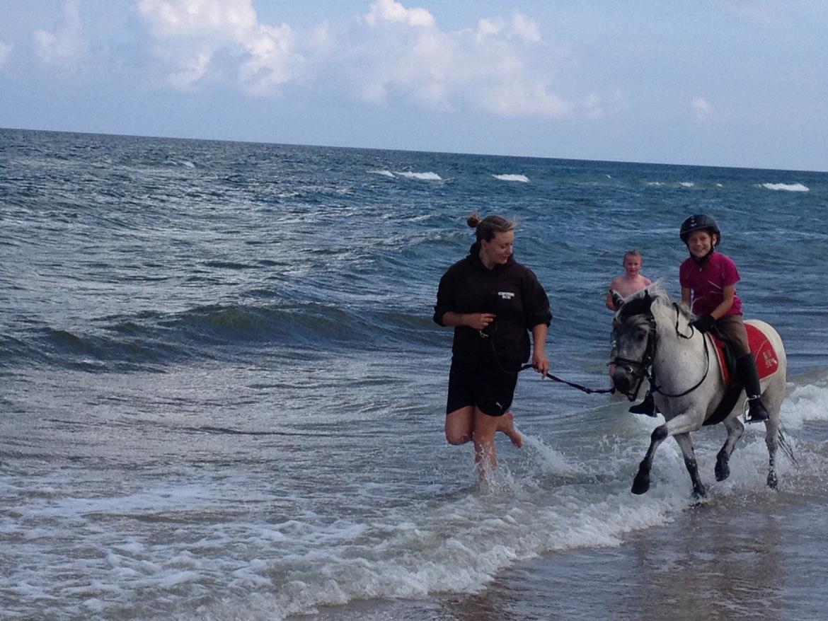 Knabstrupper Vores Tempo *Stjerne-pony* - Første gang på stranden og gik næsten lige ud i vandet! Seje pony  billede 13