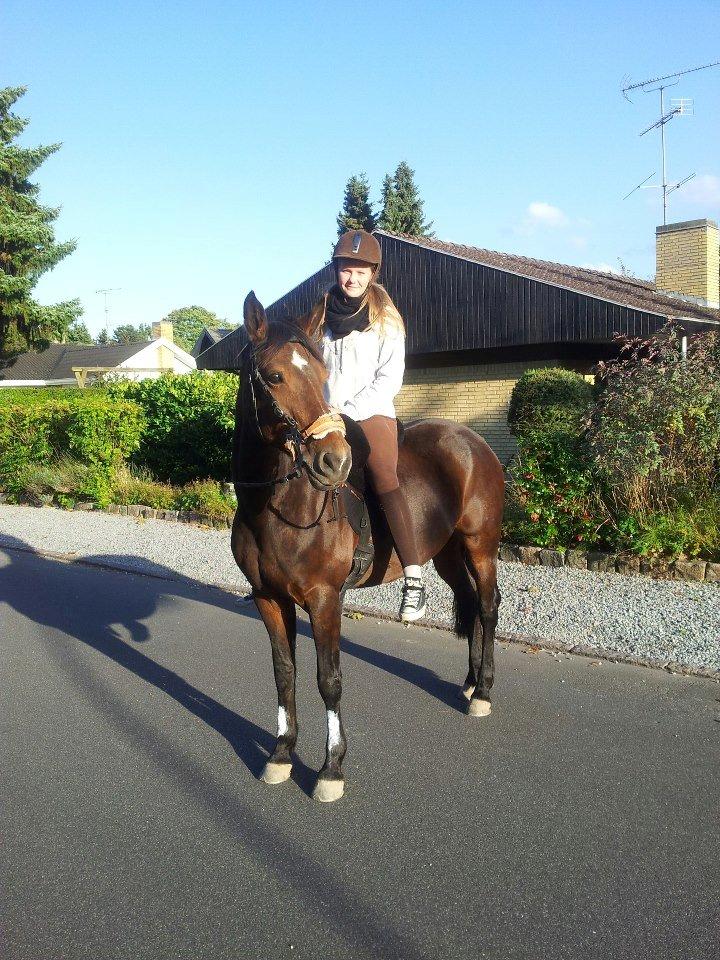 Tysk Sportspony Nixe Noel ( Noa) <3 billede 15