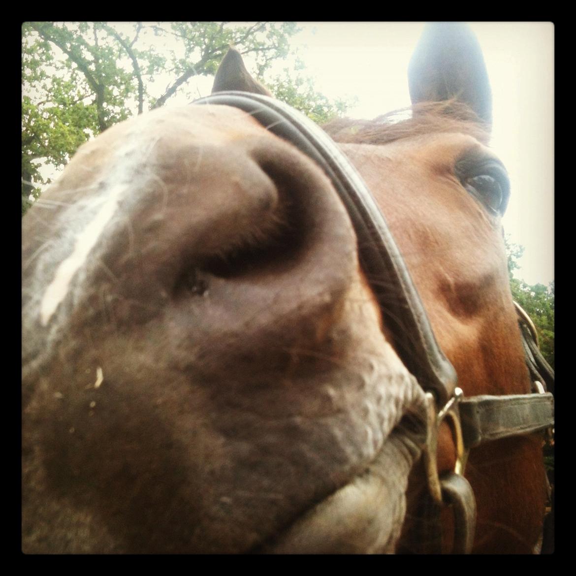 Tysk Sportspony Nixe Noel ( Noa) <3 - Du så sød Noaboa <3
 billede 17