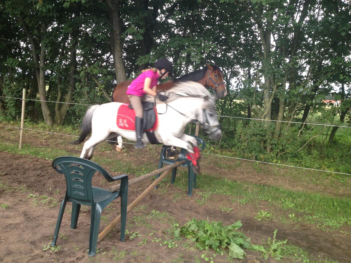 Knabstrupper Vores Tempo *Stjerne-pony* - Ikke det bedste billed meen der er ikke nogen der skal sige at Ponyen ikke kan spring :D billede 15