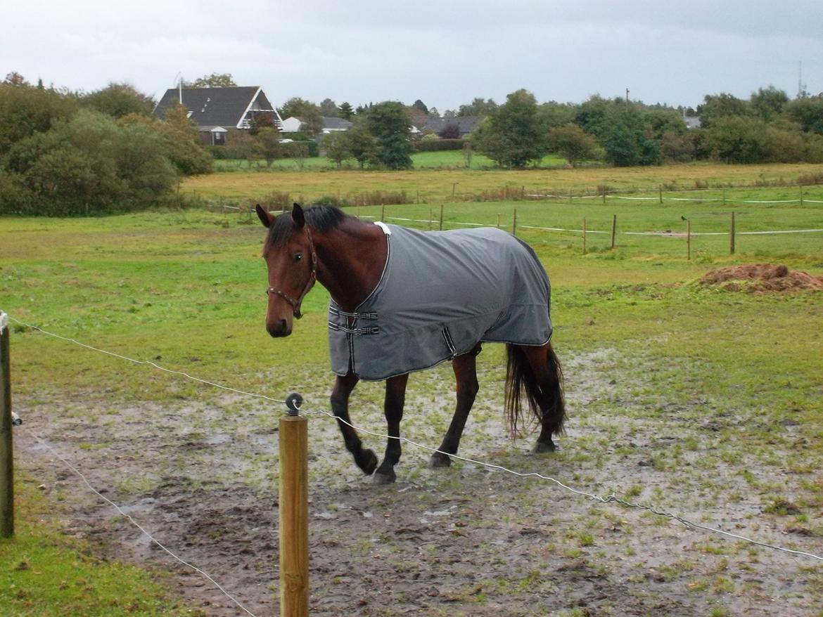 Oldenborg Tiedemanns Herkules billede 10