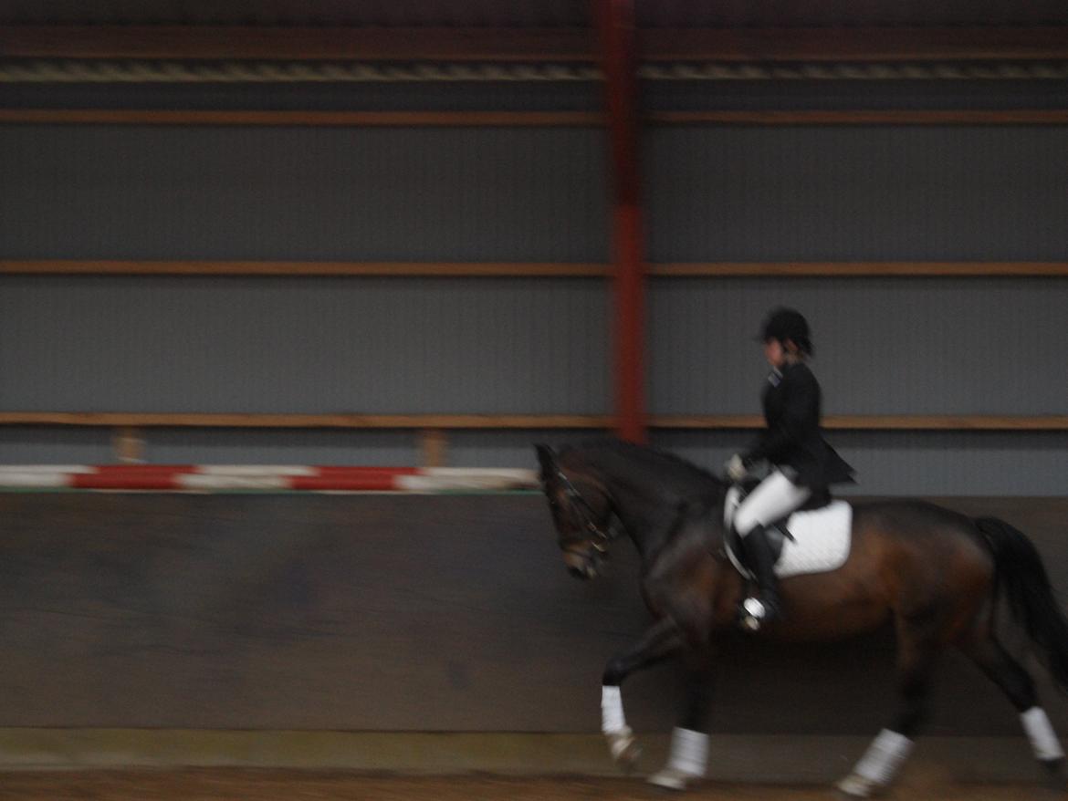 Holstener Fany Porsbøl - Første stævne sammen :-) billede 2