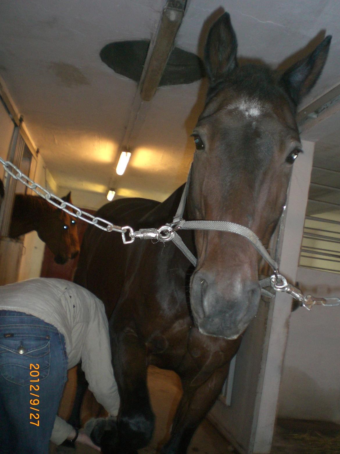 Dansk Varmblod Argos - Johanna tog lige et par billeder billede 13