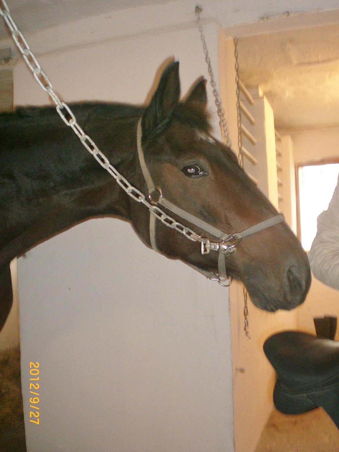 Dansk Varmblod Argos billede 14