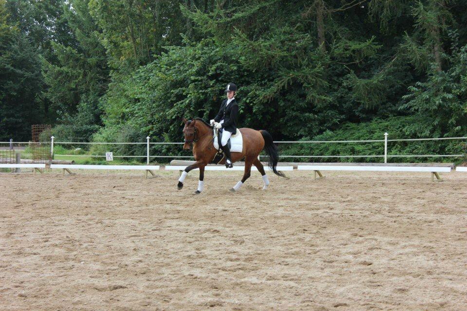 Welsh Cob (sec D) Altenahr Hovgård - D. 9/9-12 stævne i NRK ♥
Foto: Regitze H. billede 5