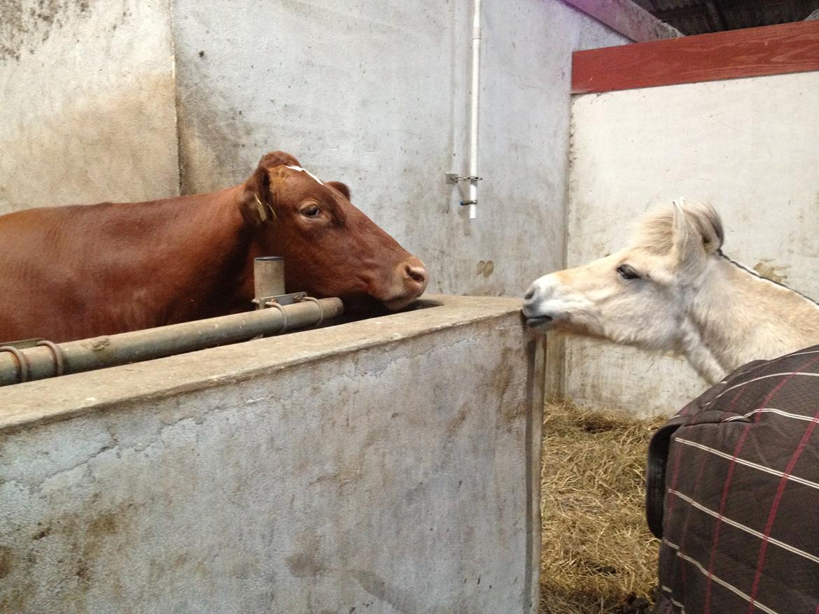 Fjordhest Oblings diva billede 13