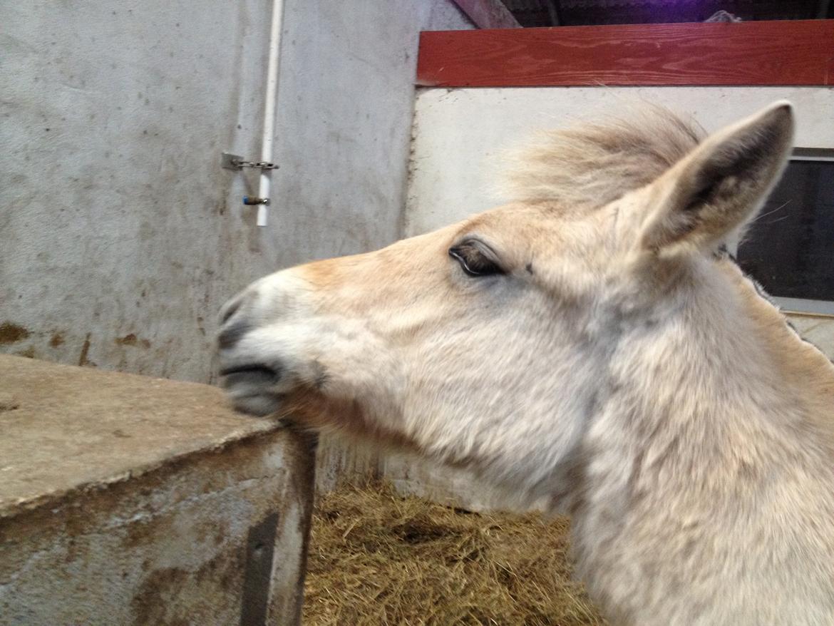 Fjordhest Oblings diva billede 14