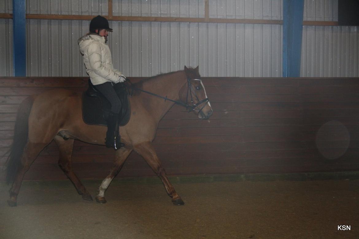 Anden særlig race Power *savnet* - 2010 - en af vores første rideture<3 billede 16