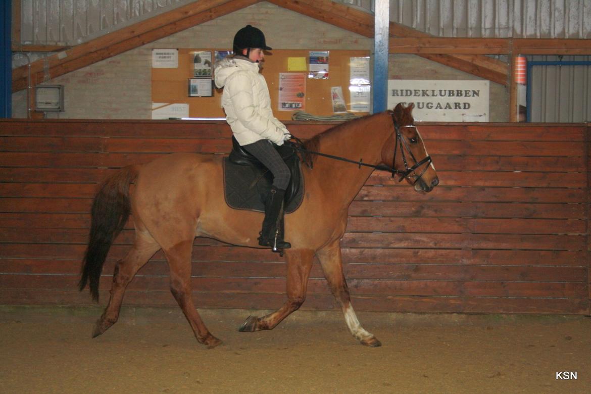 Anden særlig race Power *savnet* - 2010 - prinsen og jeg, en af vores første rideture sammen. billede 17