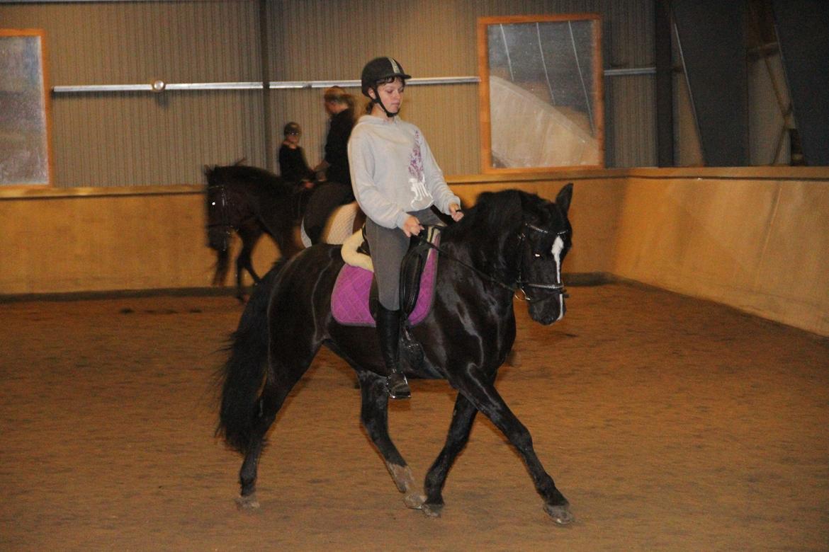 Anden særlig race Monty *Solgt* billede 1