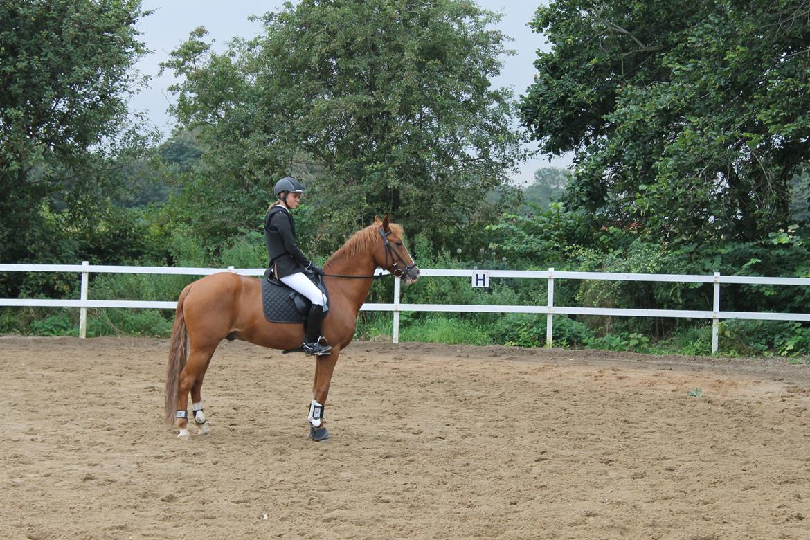 New Forest Remontes Gee-Gee -B-pony - Remontes Gee-Gee til præmieoverækelse på Næstilgaard Rideklub hvor vi vinder 1pladsen i  Lc** !<3 billede 7
