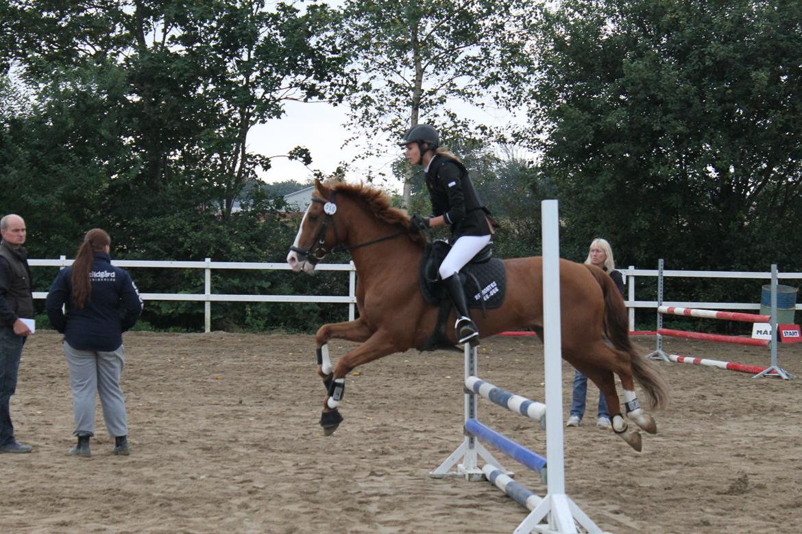 New Forest Remontes Gee-Gee -B-pony - Stjernen over alle stjerner!<3 billede 8