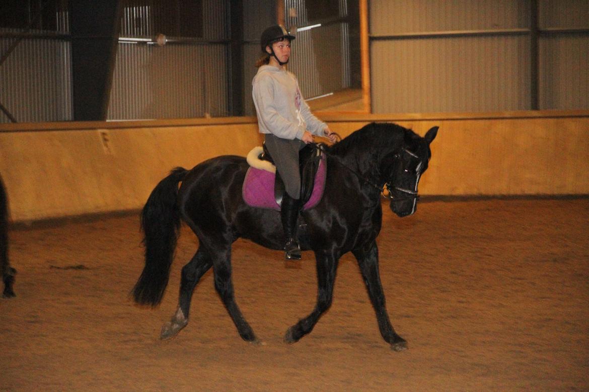 Anden særlig race Monty *Solgt* billede 15