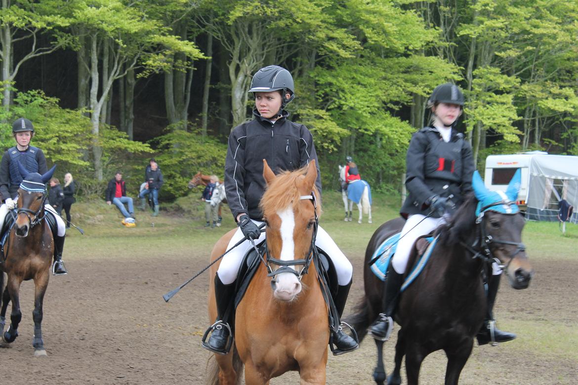 New Forest Remontes Gee-Gee -B-pony - Stjerne ponyen til C-stævne på mors!<3

(Ved jeg ser sur ud men så er det jo godt min stjerne ser så dejlig ud!<33) billede 9