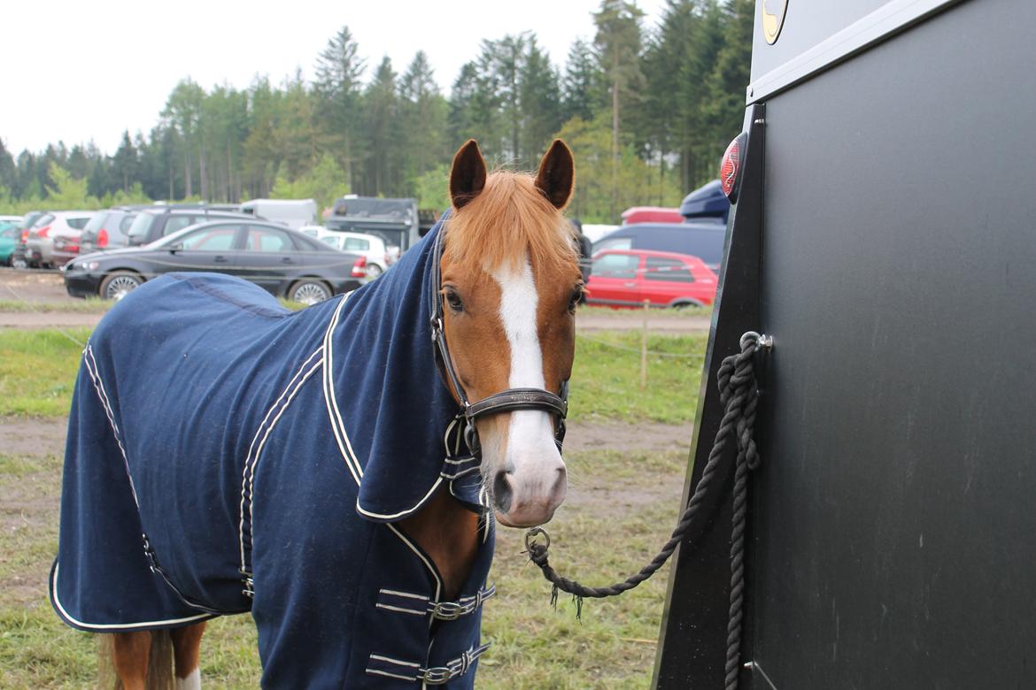 New Forest Remontes Gee-Gee -B-pony - Priiiiinser!!<3 billede 12