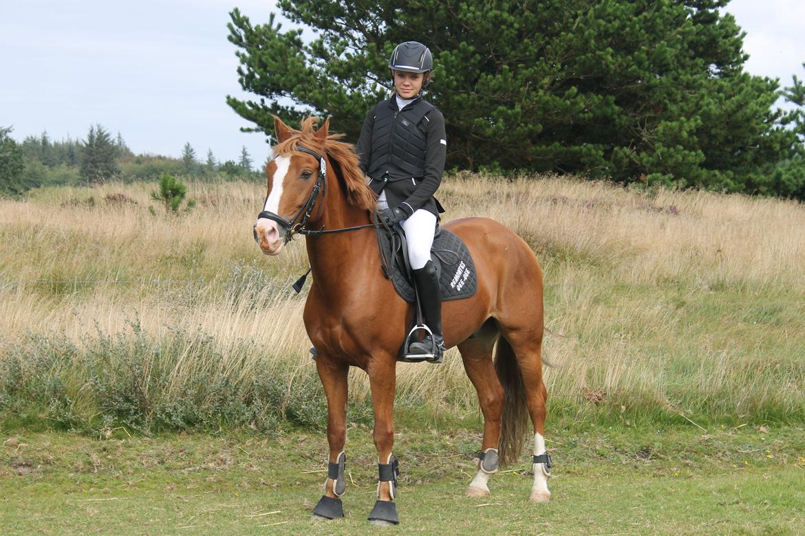 New Forest Remontes Gee-Gee -B-pony - Et liv uden diig ville ikke være noget liv!<3 billede 13