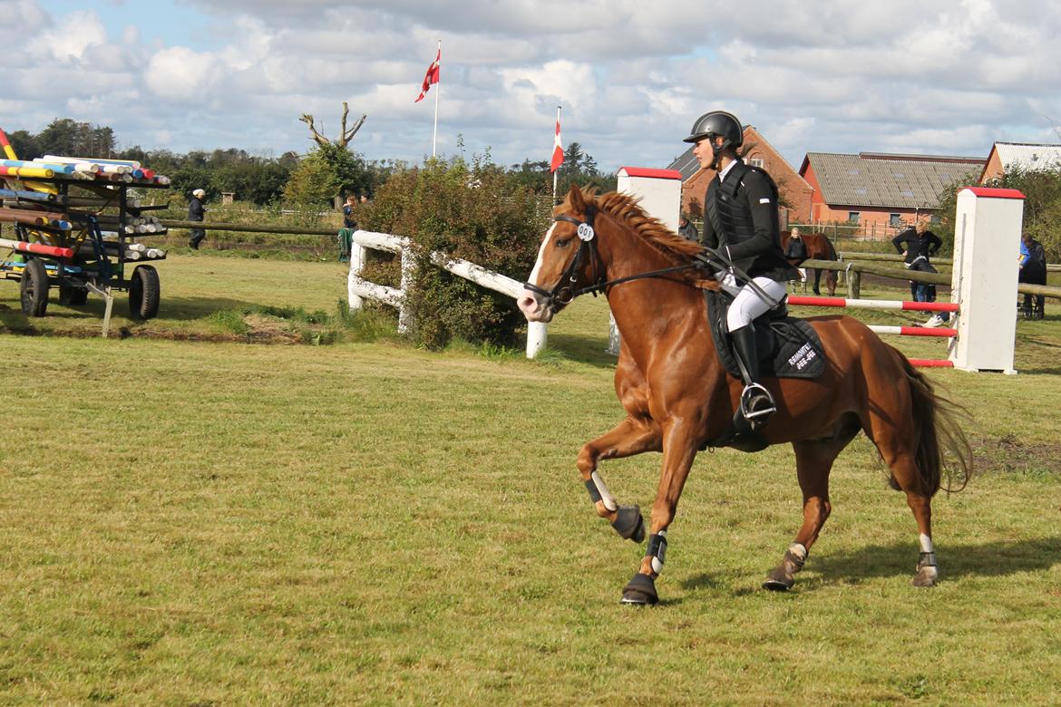 New Forest Remontes Gee-Gee -B-pony - "Når nogle fortæller dig du er fantastisk og perfektså mener de det ikke altid, men når jeg siger det mener jeg det af hele mit hjerte!<3 billede 14