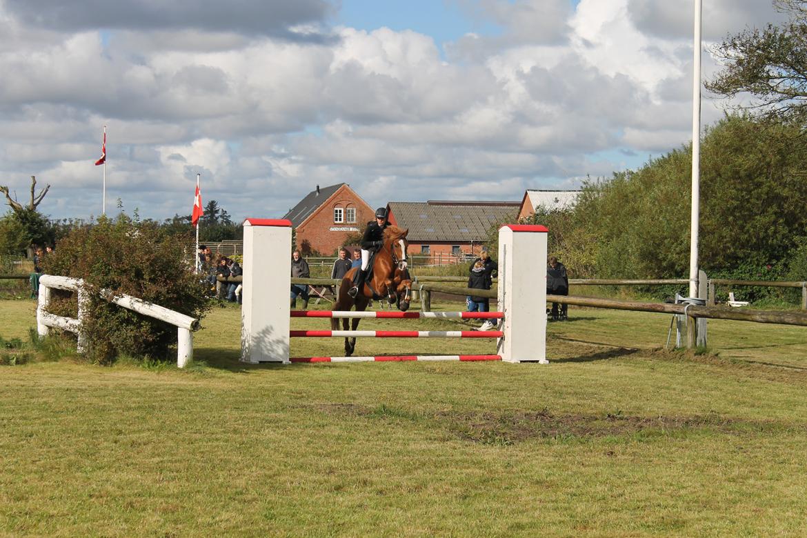 New Forest Remontes Gee-Gee -B-pony - "Når folk hvisker om du ikke er en perfekt pony, så er det bare fordi de ikke kan lade være med at tænke på hvor fantastisk og perfekt du er!"<3
Så en ting skal du vide " Du er elsket af alle også selvom de ikke vil indrømme det!"<3
My star pony forever!< billede 16