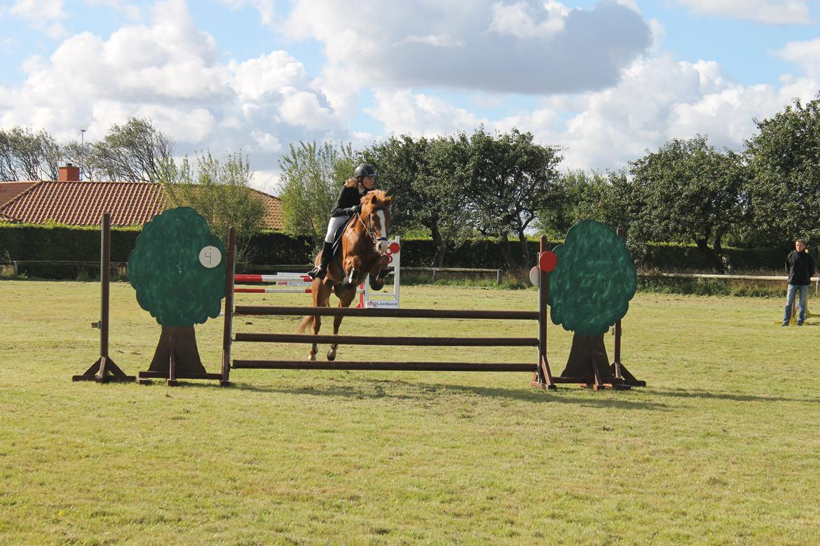 New Forest Remontes Gee-Gee -B-pony - Der er ingen i livet som dig Prinser!<3 billede 20