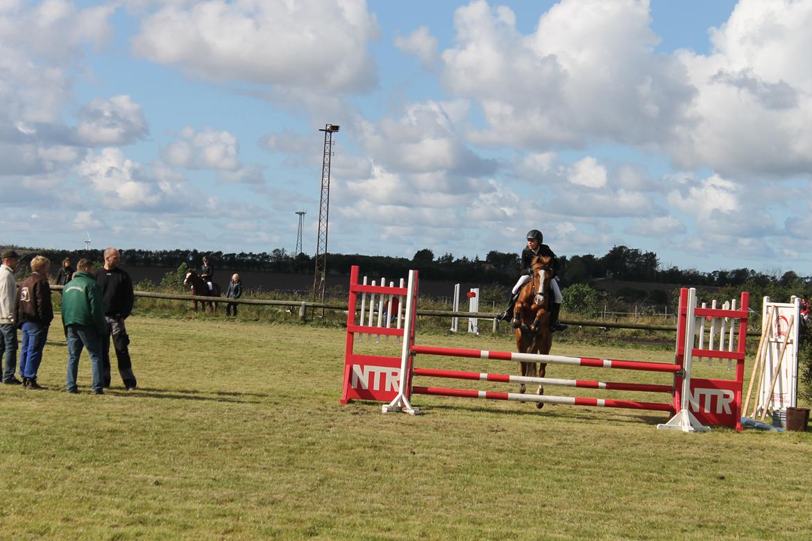 New Forest Remontes Gee-Gee -B-pony - "der findes ingen så perfkt som du!"<3 billede 17