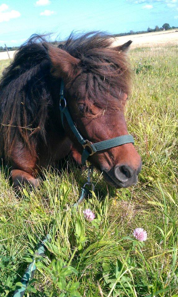 Anden særlig race Lille-pigen. billede 16