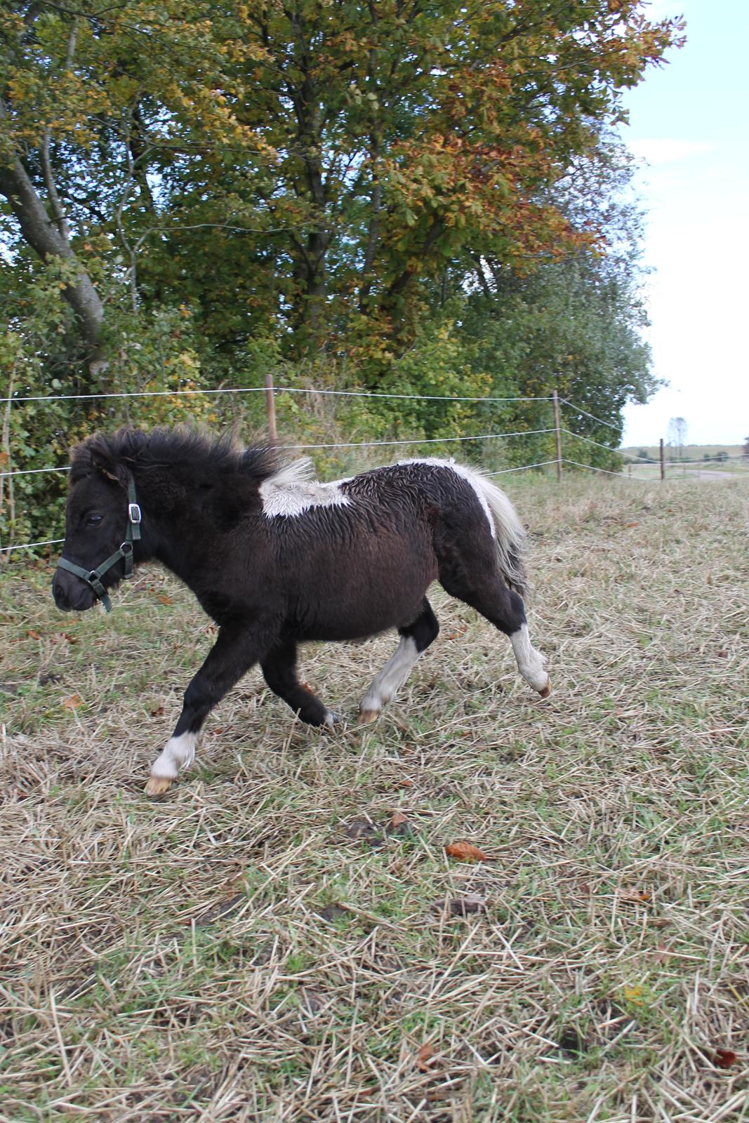 Shetlænder Ejstrup's Tatan - 29/9 2012 - Lækker trav :D Han skal nok blive til noget! billede 4