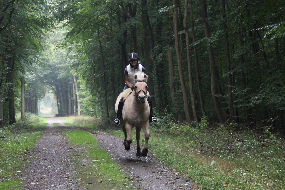 Fjordhest Freja |Den bedste <3| - Altid frisk på en galop i skoven! - Efterår 2012 billede 9