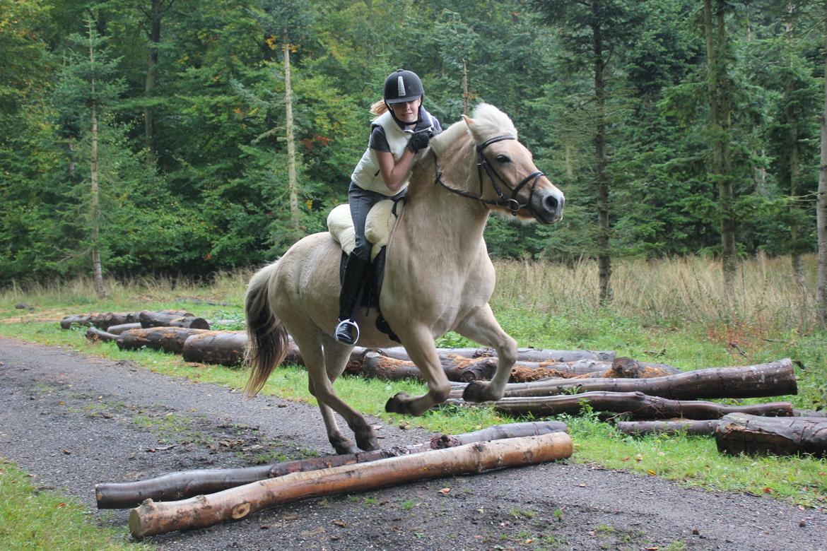 Fjordhest Freja |Den bedste <3| - Anden gang vi springer sammen! Stolt :') - Efterår 2012 billede 19