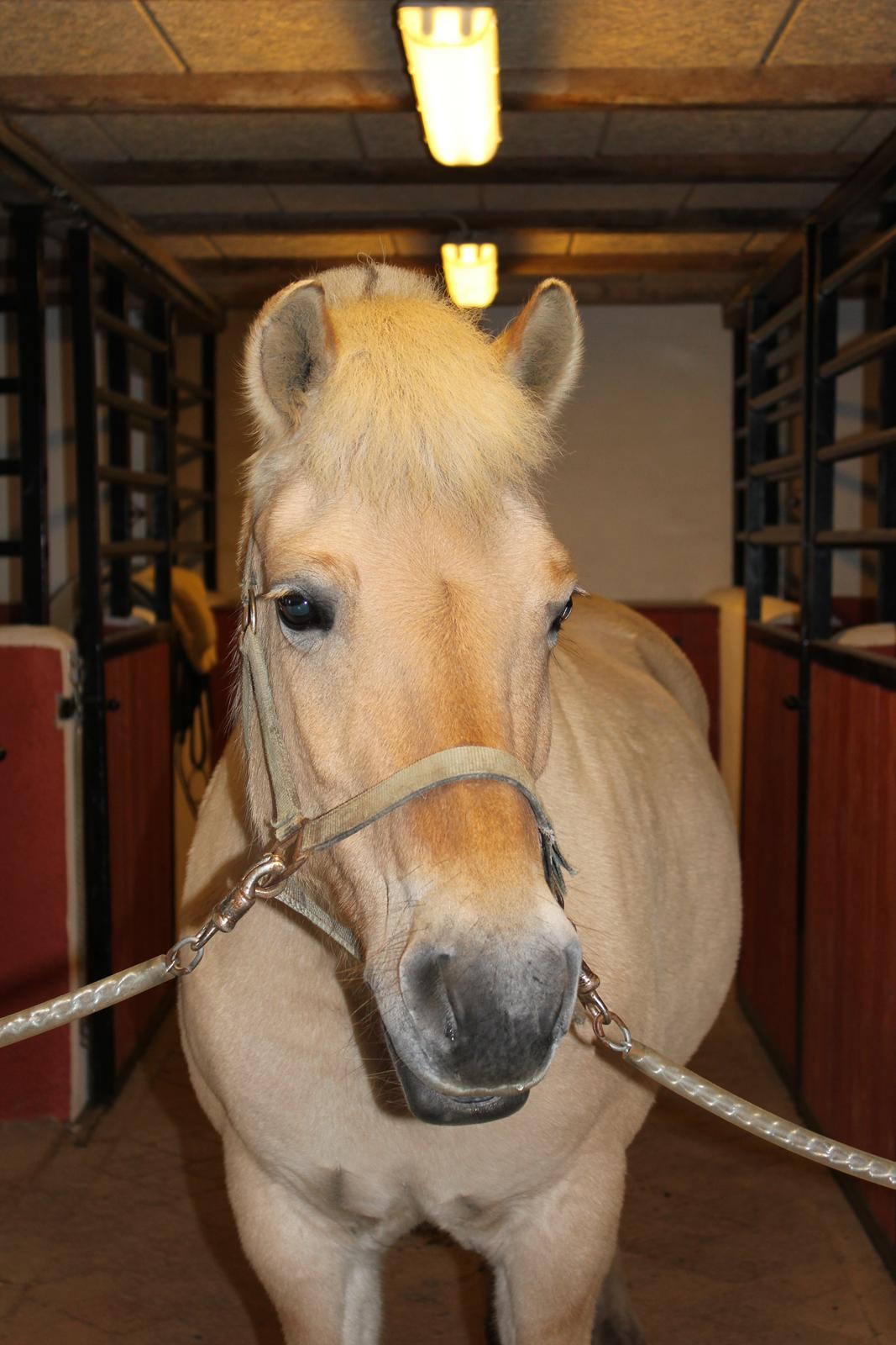 Fjordhest Freja |Den bedste <3| - Fotogen er du også :) - Efterår 2012 billede 13