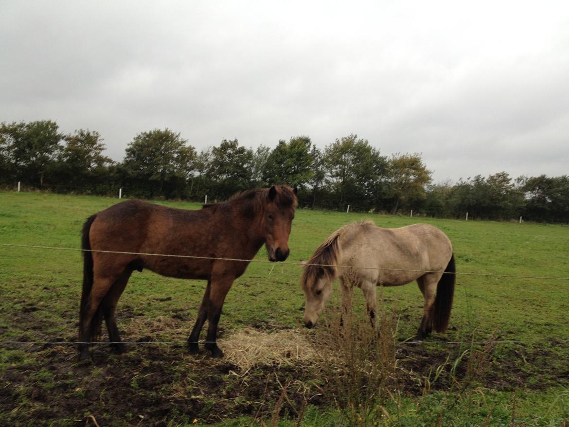 Islænder Gandur fra Heden billede 13