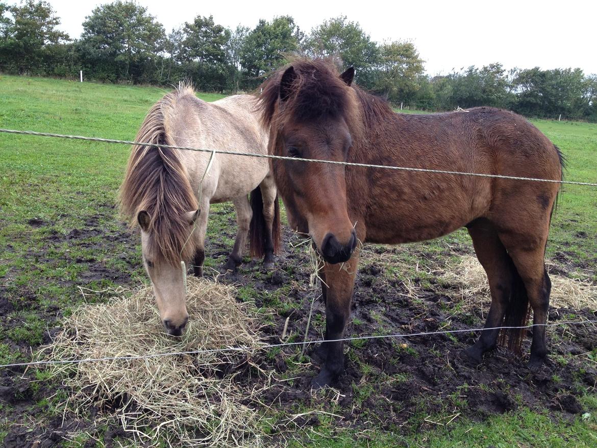 Islænder Gandur fra Heden billede 14