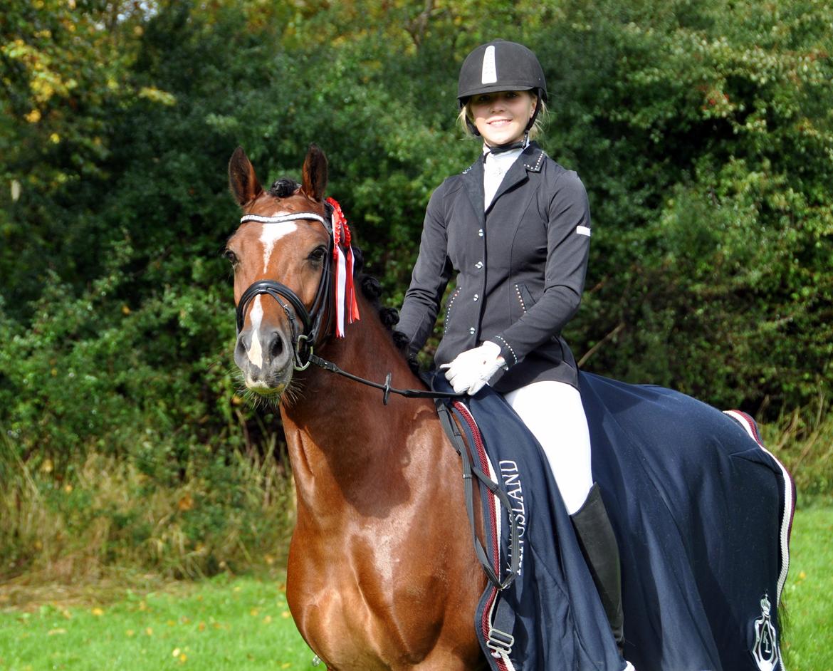 Welsh Cob (sec D) Lindbergs Milton B-PONY billede 8