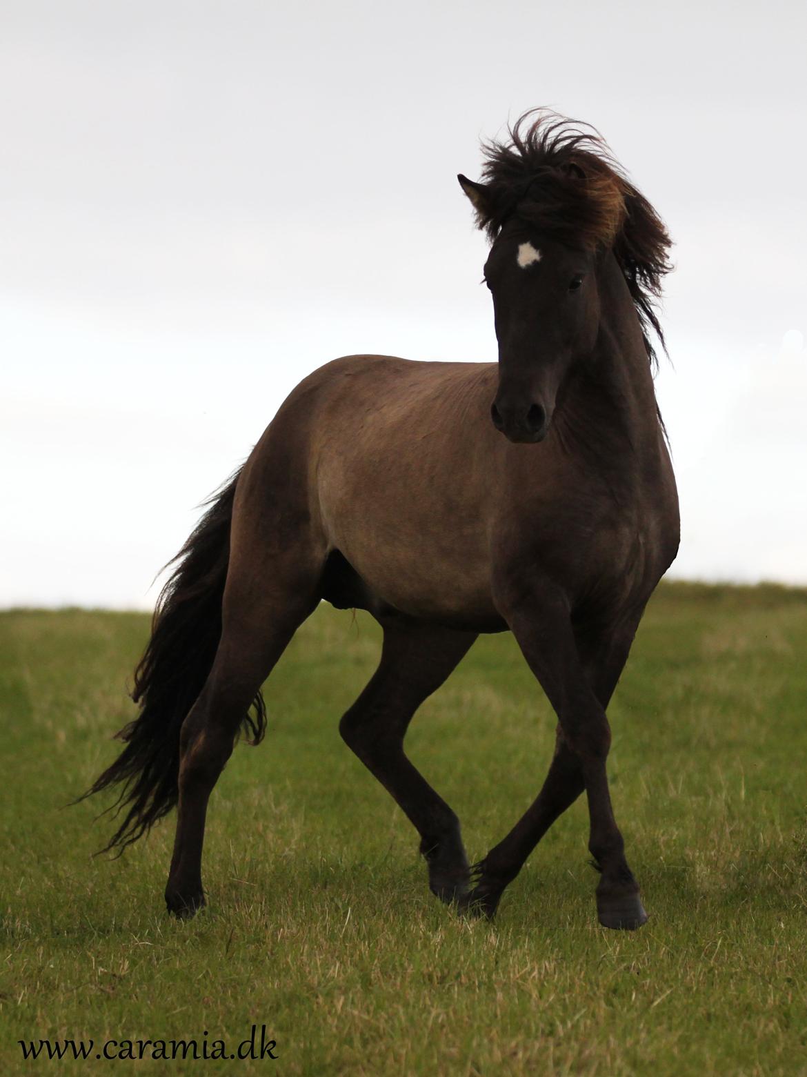 Islænder Dúx fra Caramia - 20.07.2012 billede 9