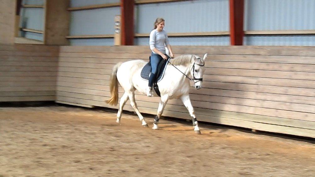 Anden særlig race Marquia - 29. september 2012 - første gang jeg rider Marquia på bane siden år 2007 :) billede 11