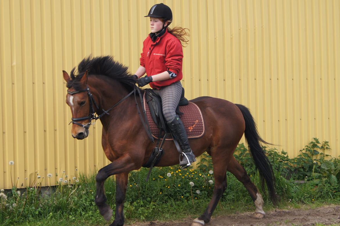 Anden særlig race CINORA billede 11