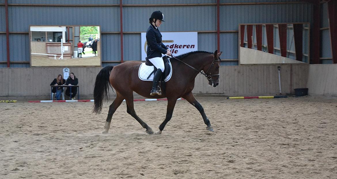 Anden særlig race TASJA - 29 september 2012 - hendes første dressurstævne, her i en LC1 til 60.42% :-)  billede 12