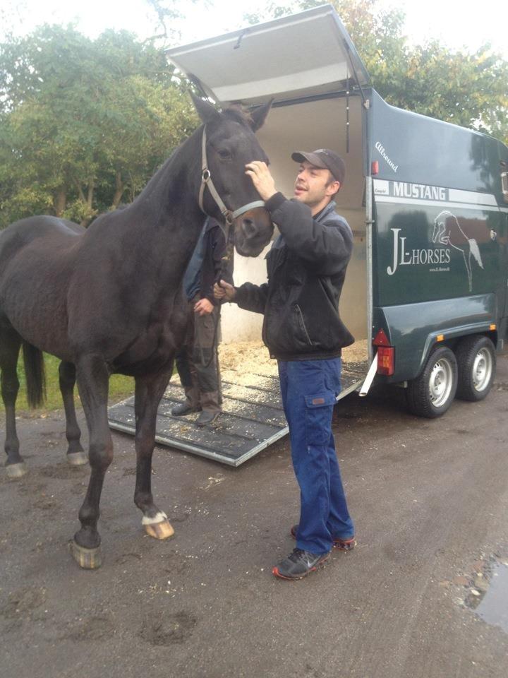 Traver pegasus billede 1