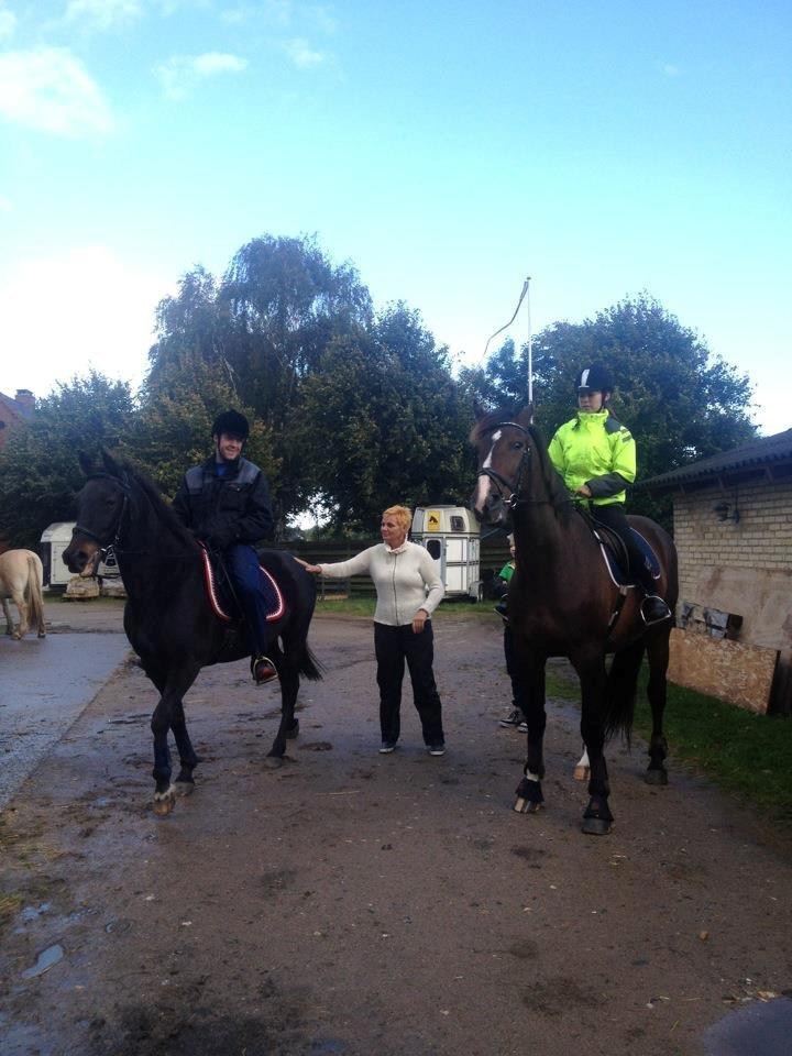 Traver pegasus billede 2