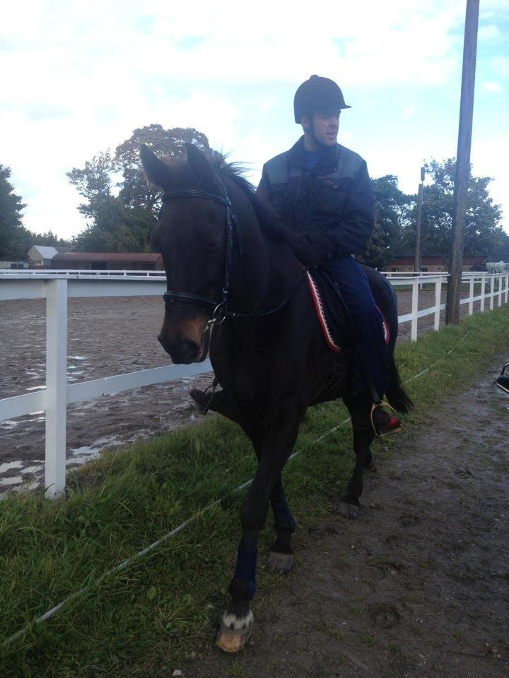 Traver pegasus billede 4