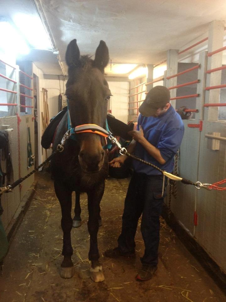 Traver pegasus billede 5