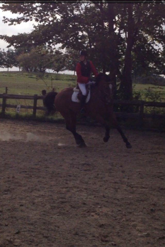 Belgisk varmblod Diablo Van Dabdijhoeve *DRØMME HESTEN* billede 16