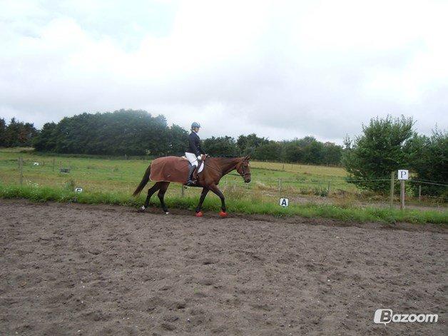 Tysk Oldenburger Hesteløkkens Elbina<3 - Elbinas første stævne:) 22-09-2012 opvarmning billede 14