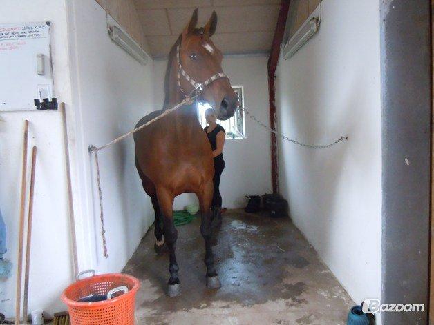 Tysk Oldenburger Hesteløkkens Elbina<3 - klargøring til stævne den 21-09-2012 billede 15