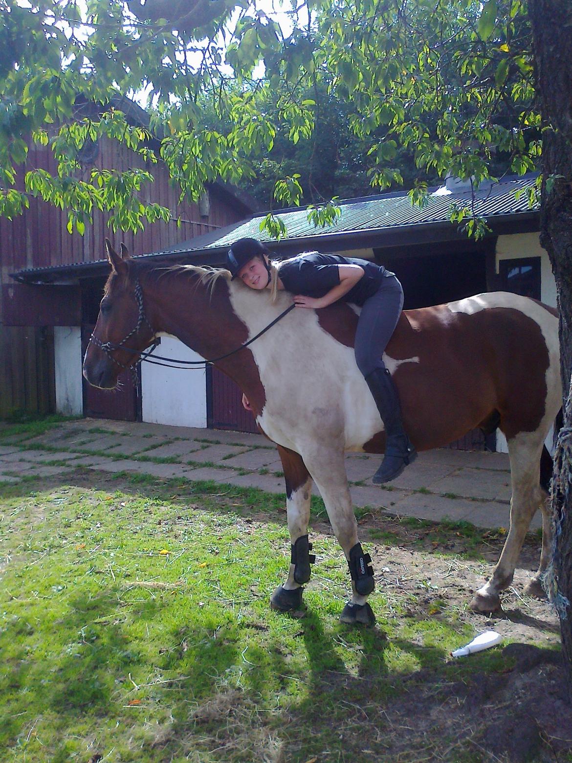 Pinto Shamrocks Jumping Jack Flash/Hoelgaard's Ferrari E - Hygge med Jack <3 billede 16