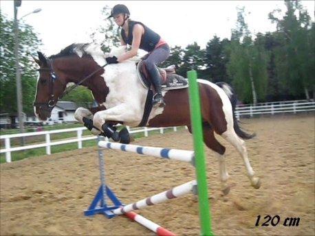 Pinto Shamrocks Jumping Jack Flash/Hoelgaard's Ferrari E - Sommeren 2011, hvor jeg havde redet ham i ½ år. Første gang vi sprang 120 cm :) billede 4