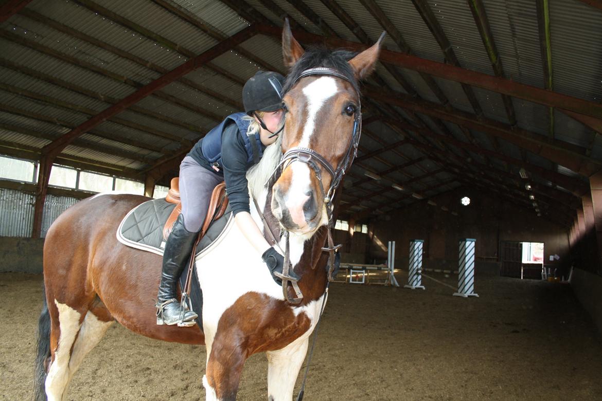 Pinto Shamrocks Jumping Jack Flash/Hoelgaard's Ferrari E - En lille hyggestunde midt i springningen :) billede 3