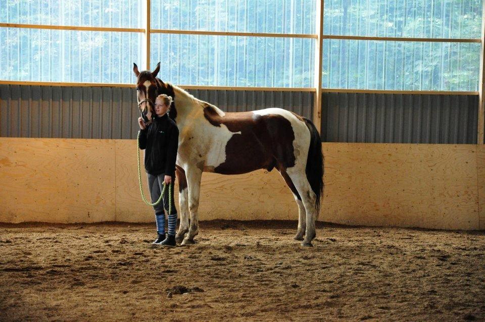 Pinto Shamrocks Jumping Jack Flash/Hoelgaard's Ferrari E - Ridelejr med jordarbejde - dog blev det mest til hygge :D ... billede 5